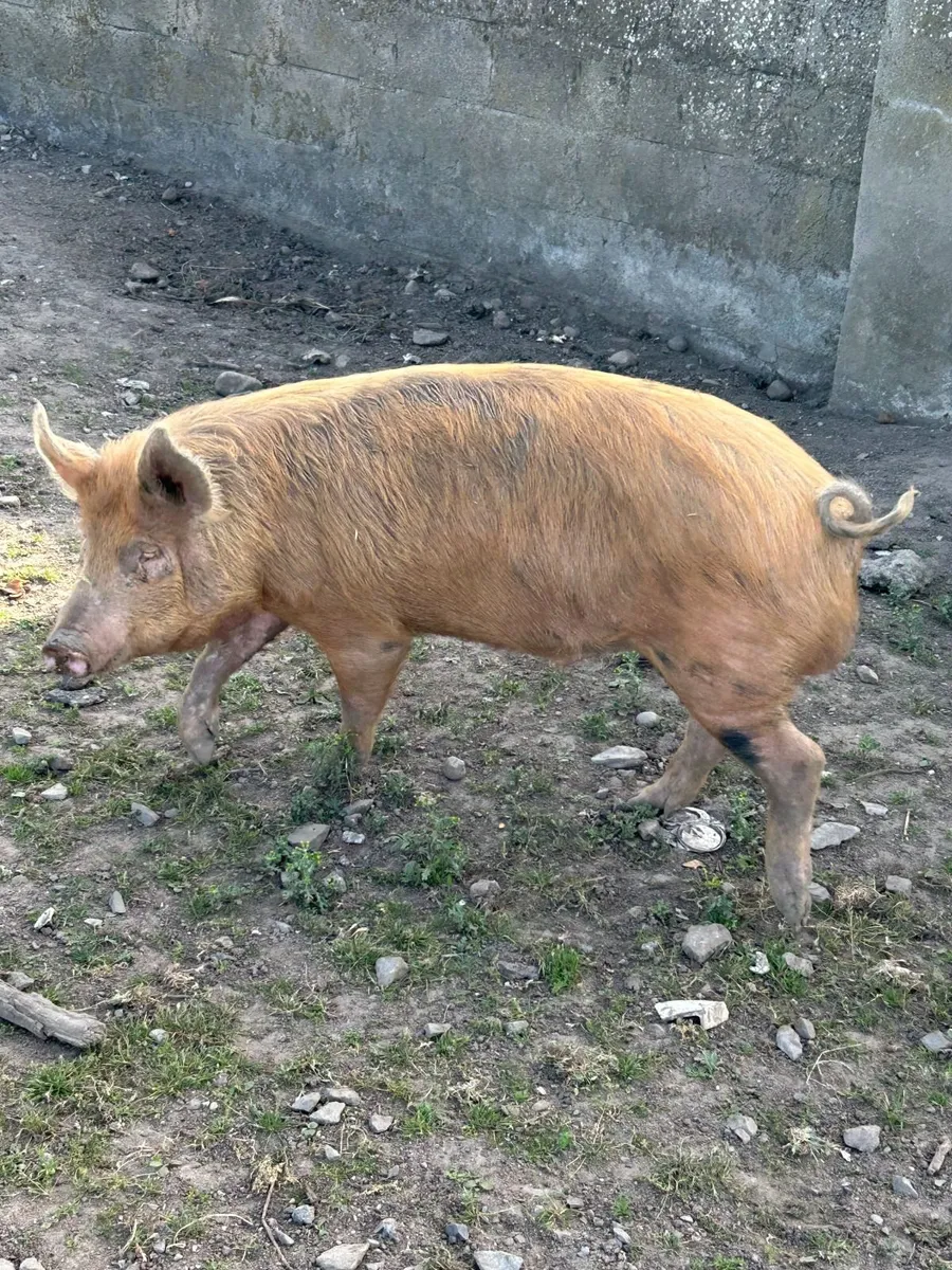 Store Pig - Male - Image 3