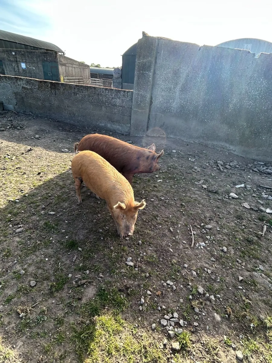 Store Pig - Male - Image 2