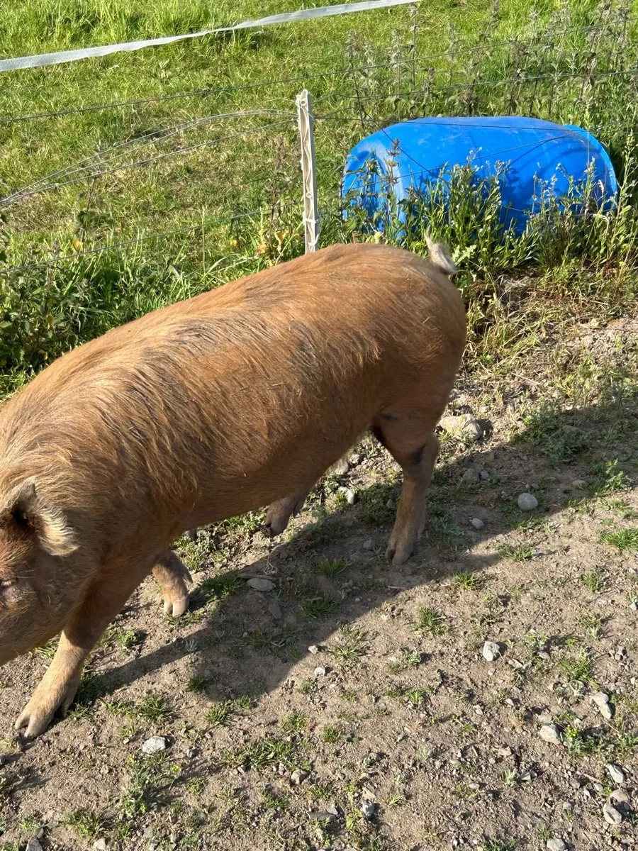 Store Pig - Male - Image 4