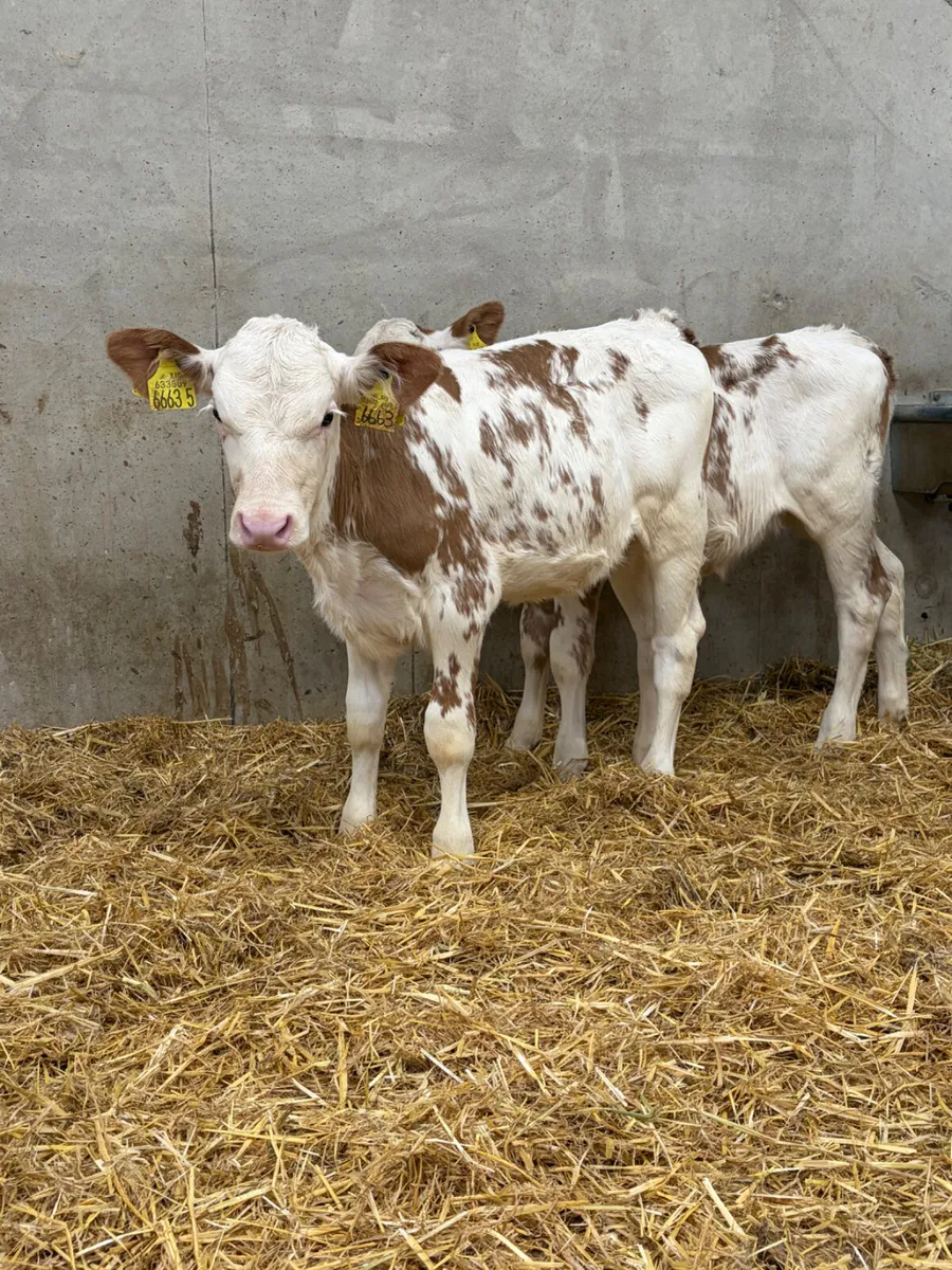 3 Flekveigh Heifer Calves - Image 2