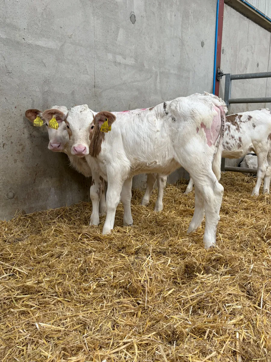 3 Flekveigh Heifer Calves - Image 3
