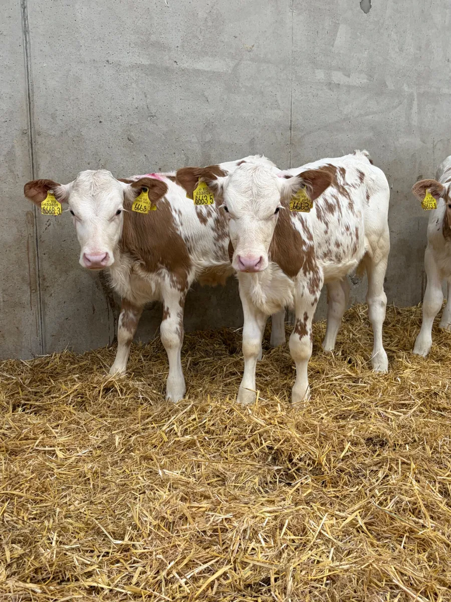 3 Flekveigh Heifer Calves - Image 1