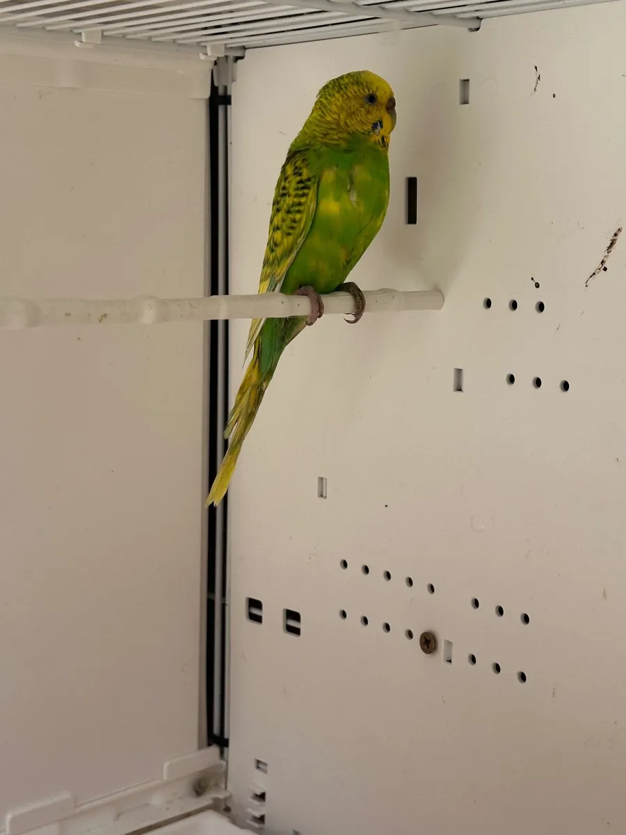 Birds - Image 2
