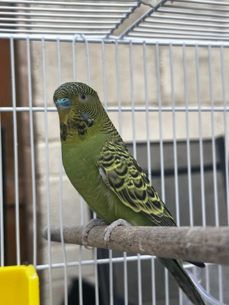 Birds - Image 3
