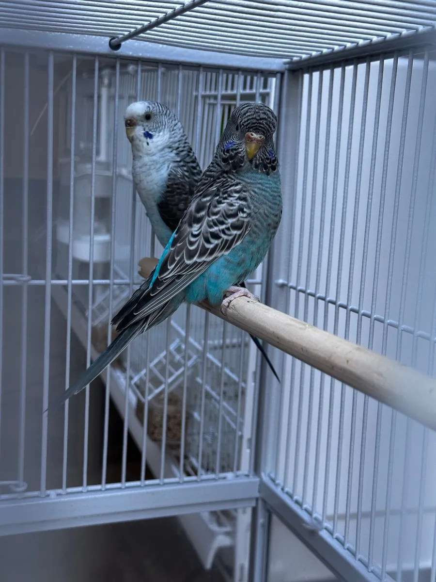 Birds - Image 1