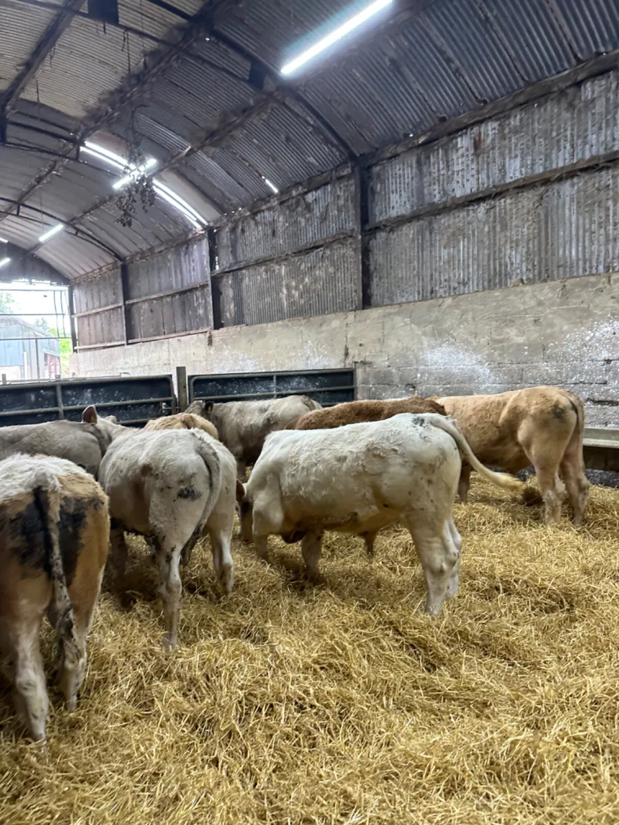 Charolais and Simmental bullocks - Image 1