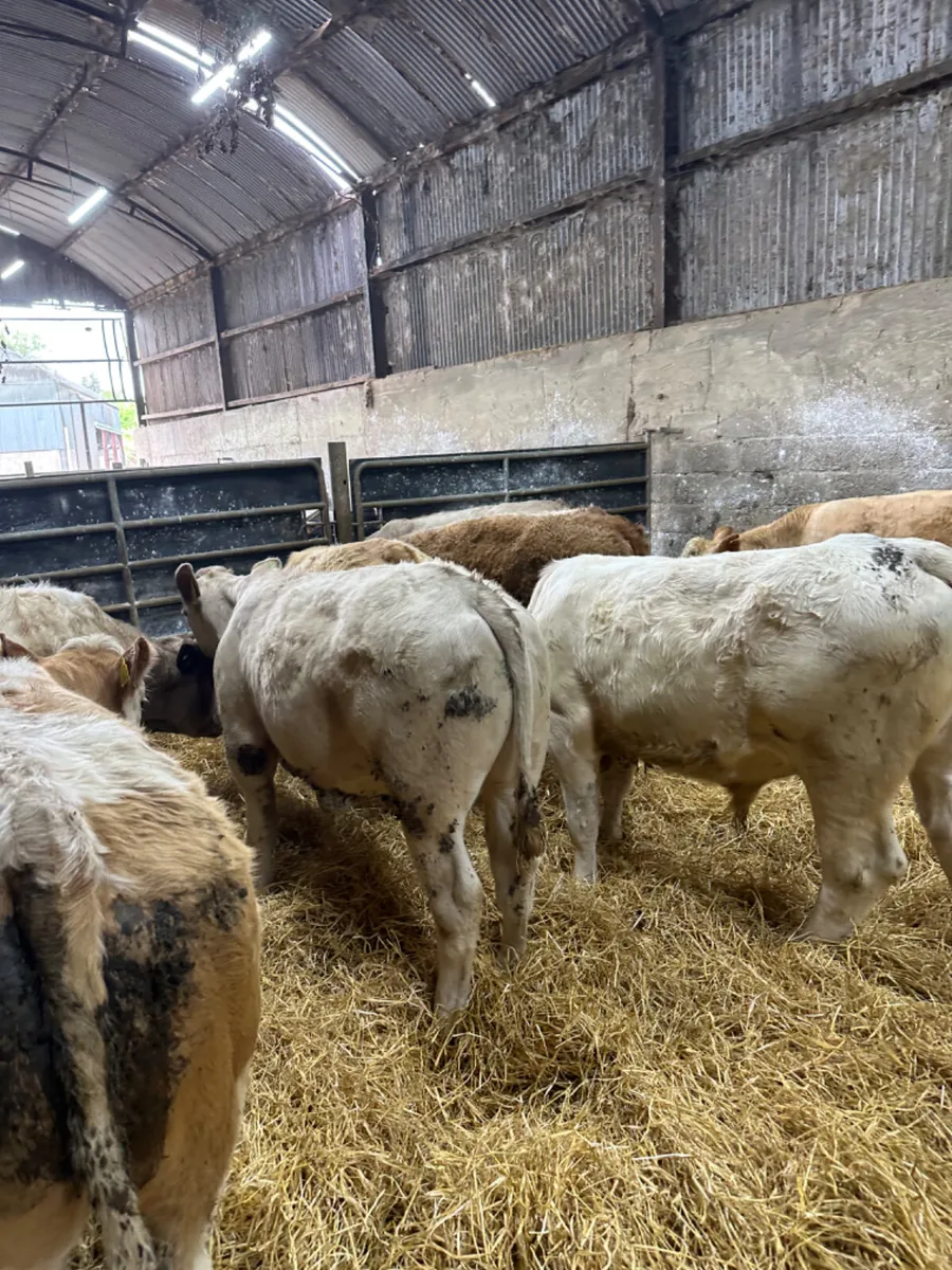 Charolais and Simmental bullocks - Image 4