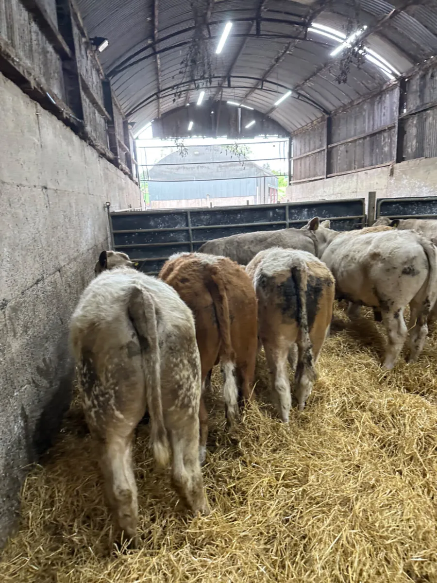 Charolais and Simmental bullocks - Image 3