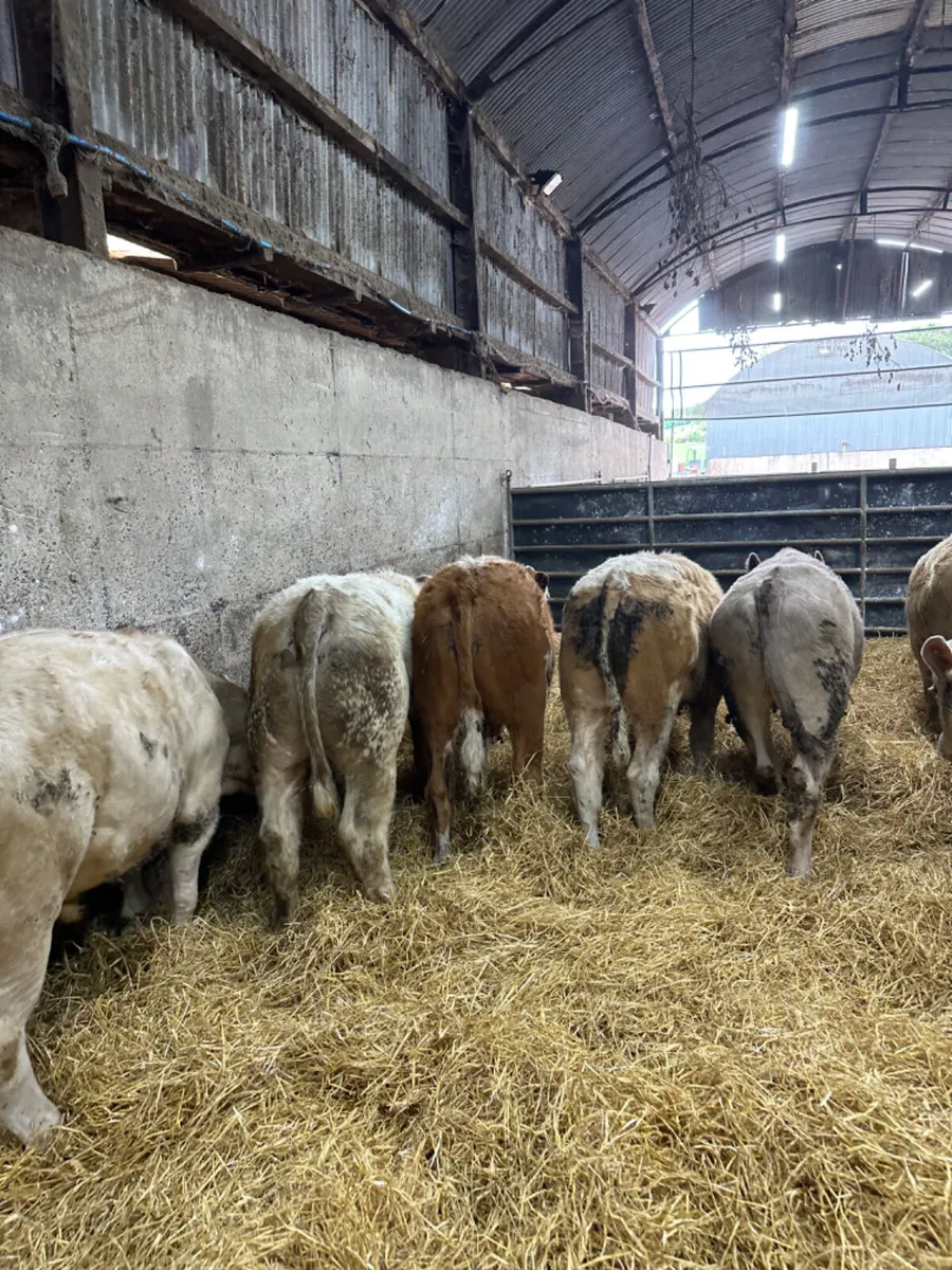 Charolais and Simmental bullocks - Image 2
