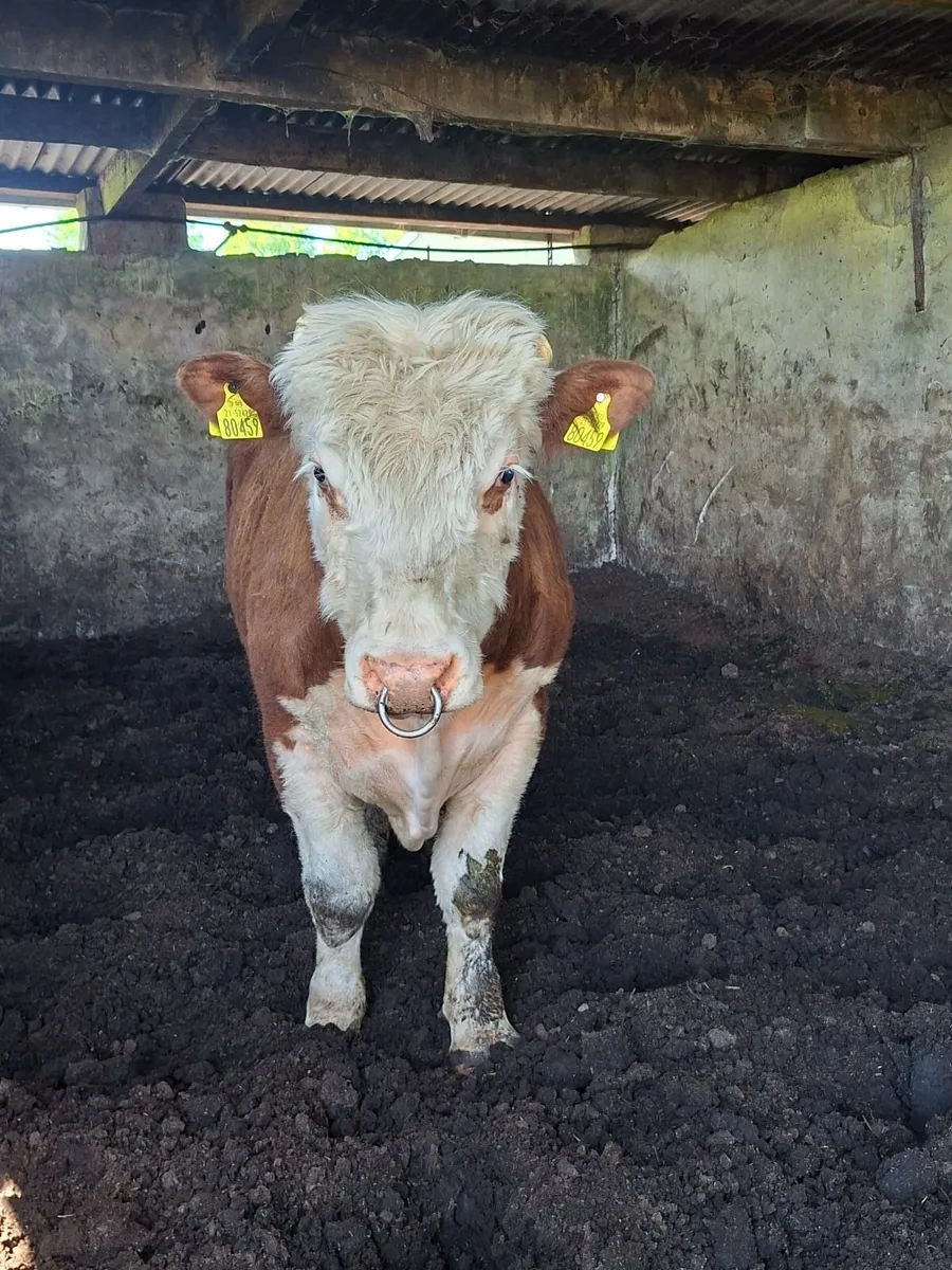 Hereford bull - Image 1