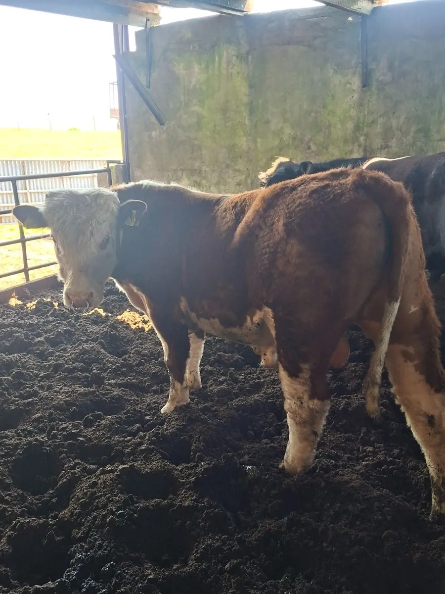 Hereford bull - Image 3