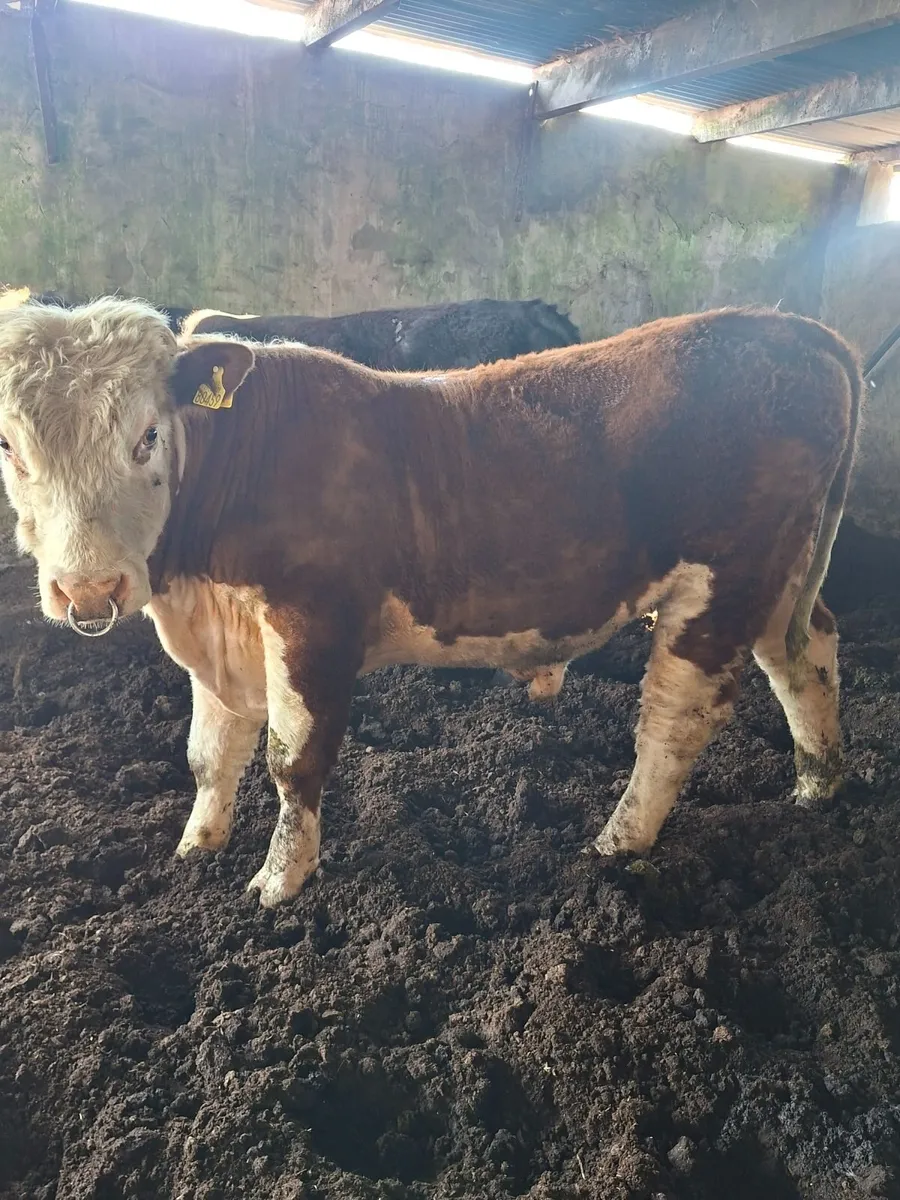 Hereford bull - Image 2