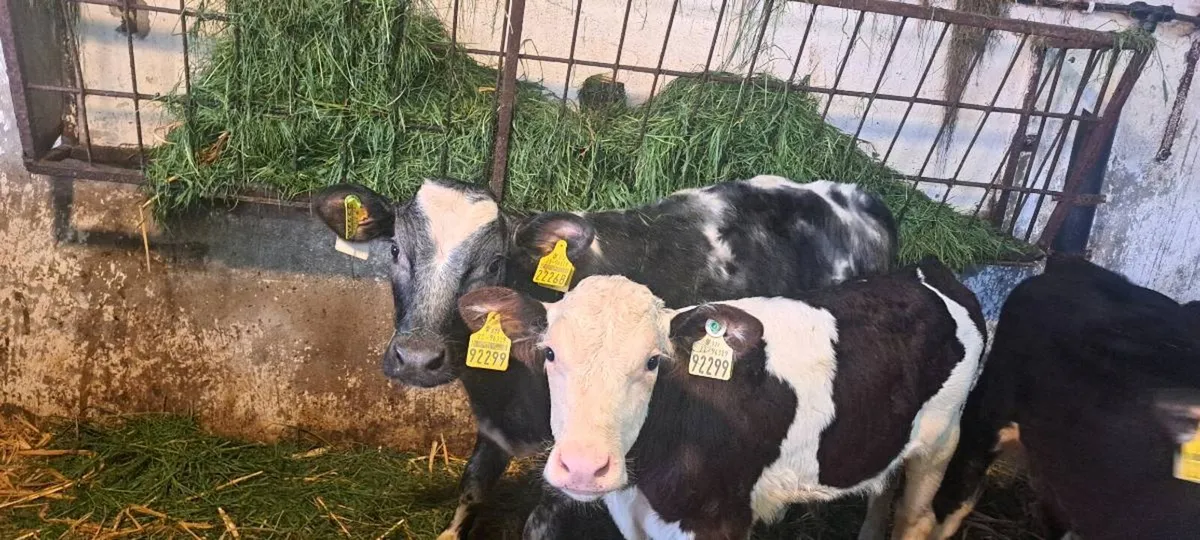 21 reared calves - Image 1