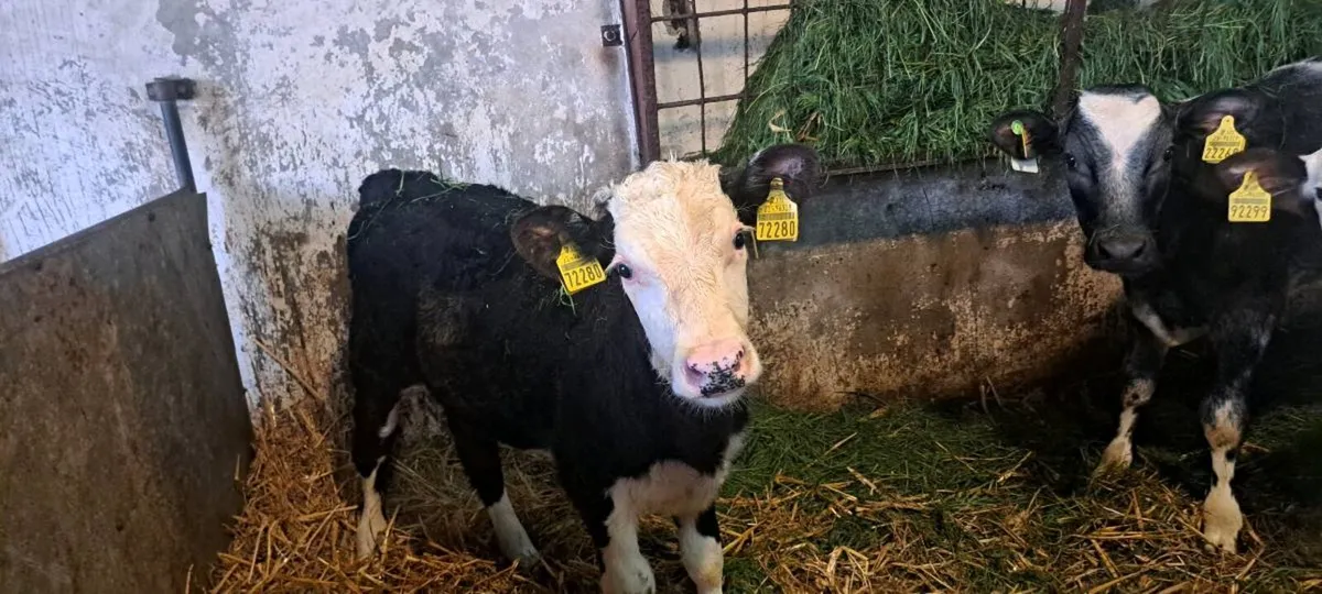21 reared calves - Image 2