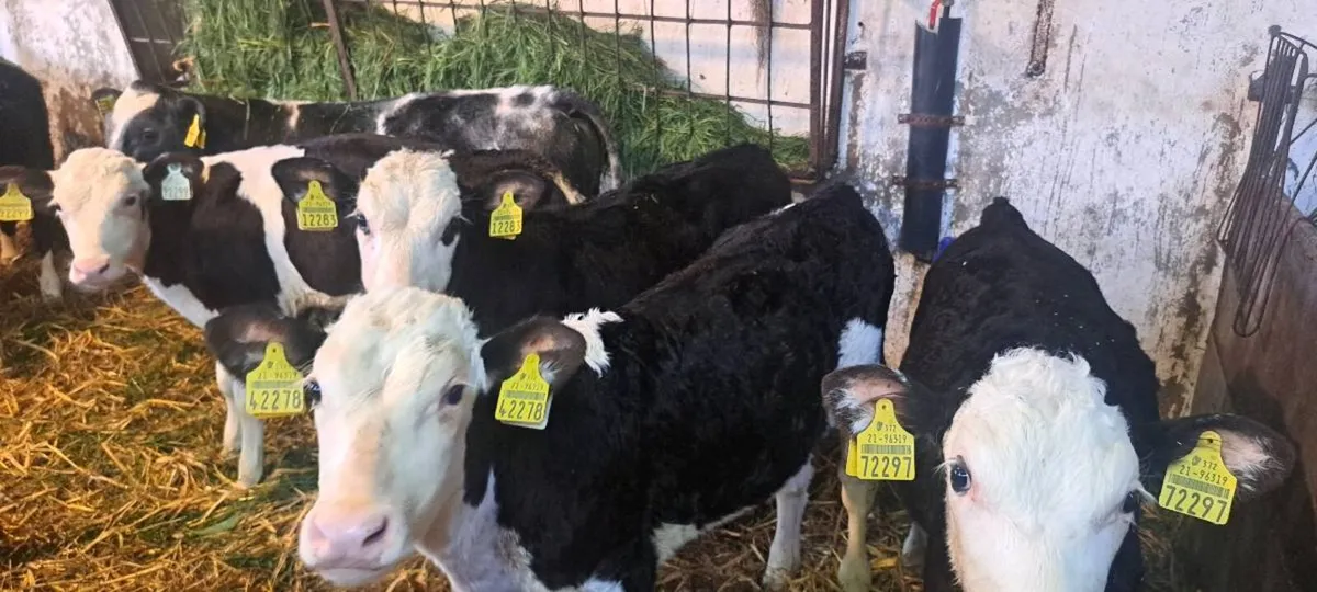 21 reared calves - Image 3