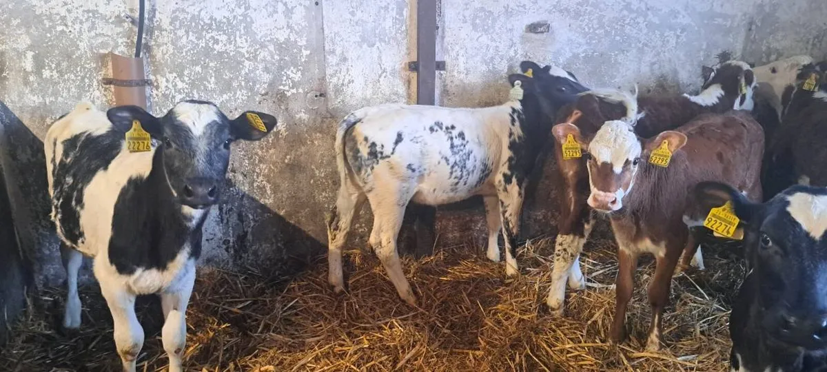 21 reared calves - Image 4