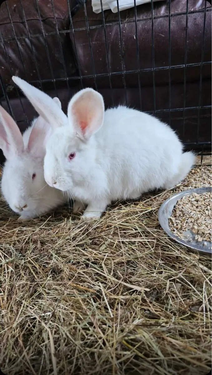 male new zealand white rabbit