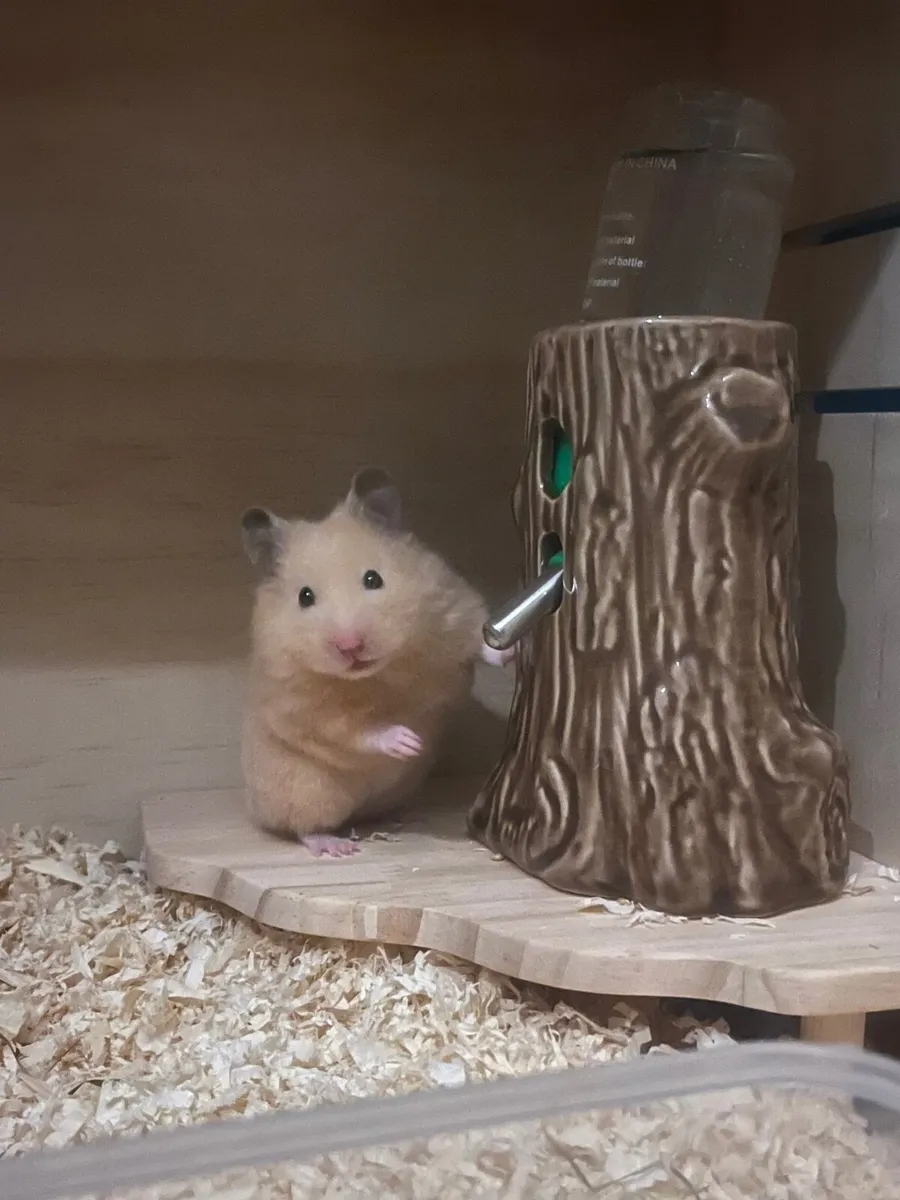 Hamster set up - Image 1