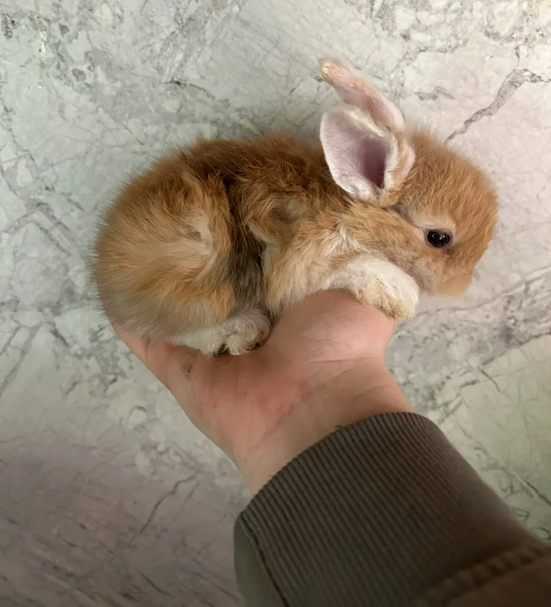 pet rabbits end of july - Image 1