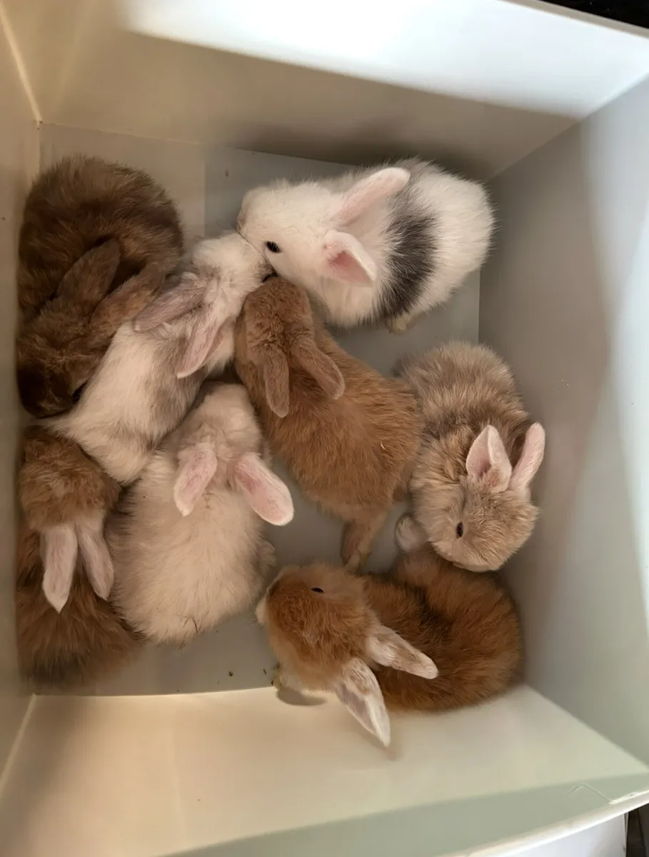 pet rabbits end of july - Image 3