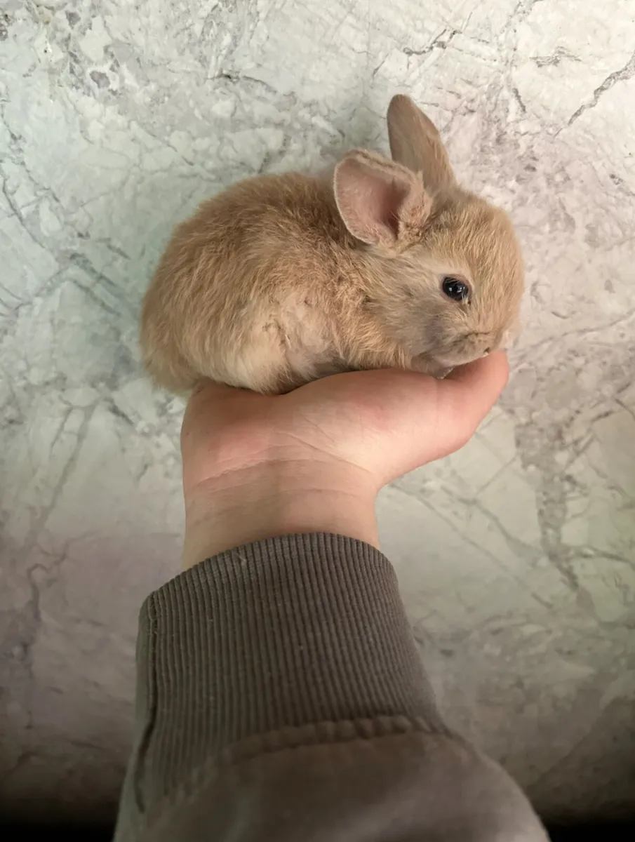 pet rabbits end of july - Image 2