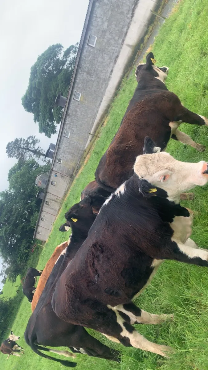 Heifers - Image 3