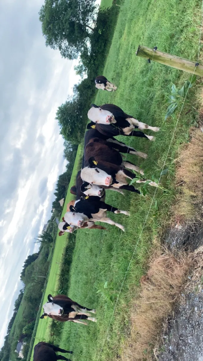Heifers - Image 4