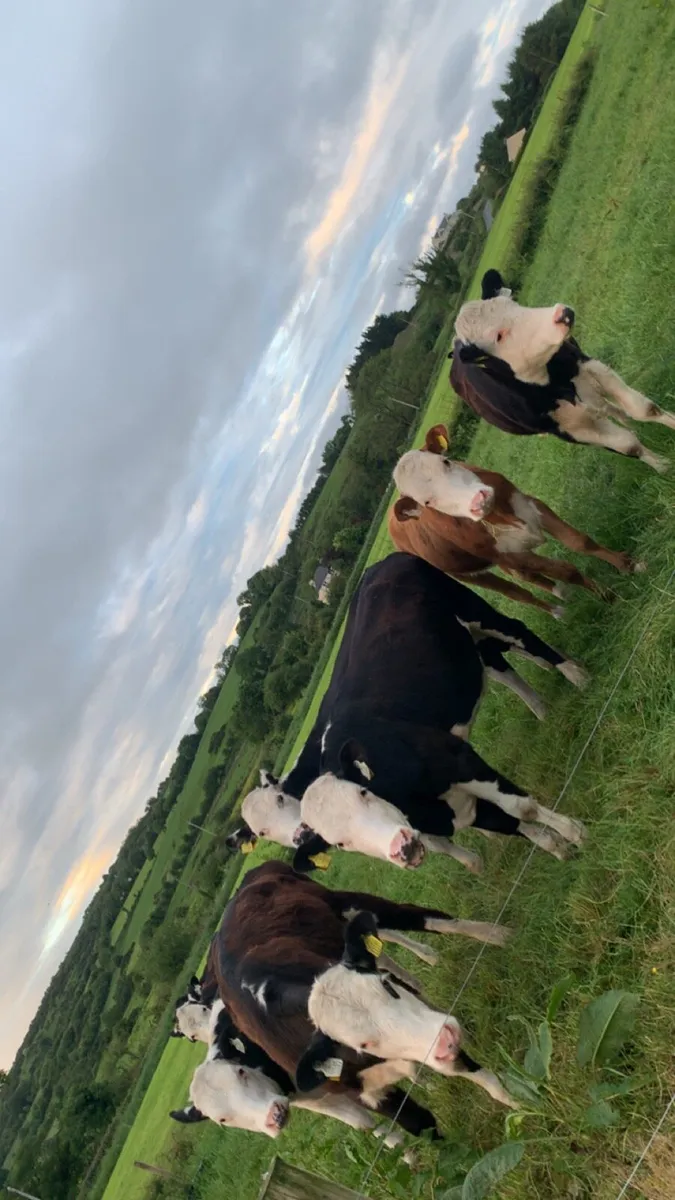 Heifers - Image 1