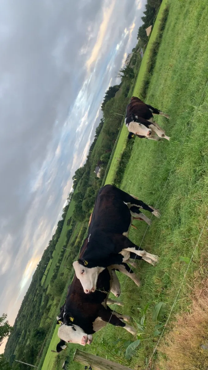 Heifers - Image 2