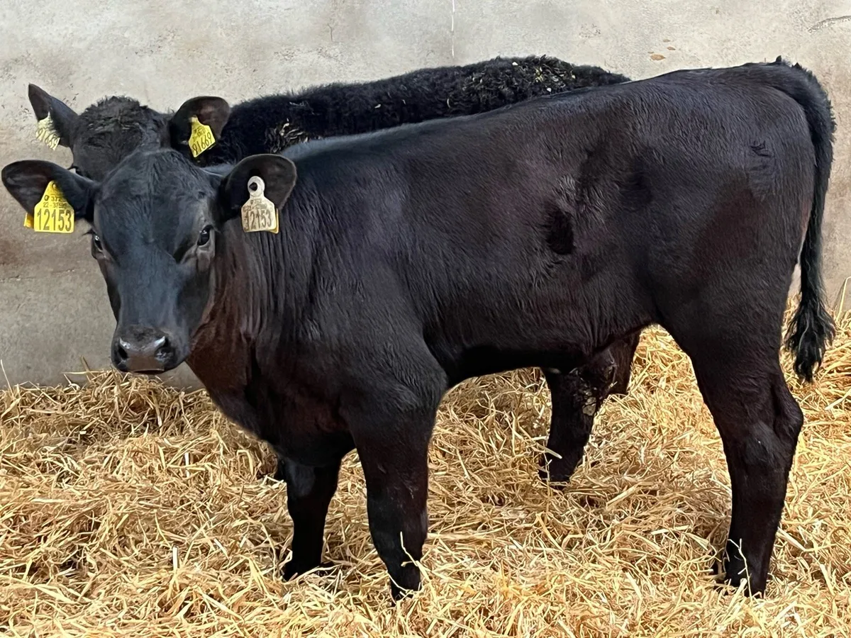 Super 150Kg Angus Heifer Runners - Image 4