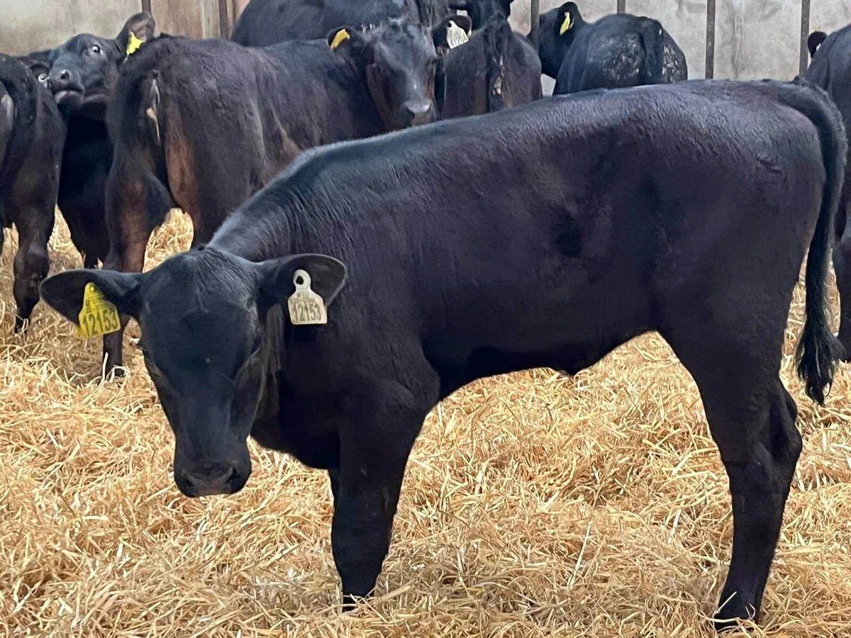 Super 150Kg Angus Heifer Runners - Image 2