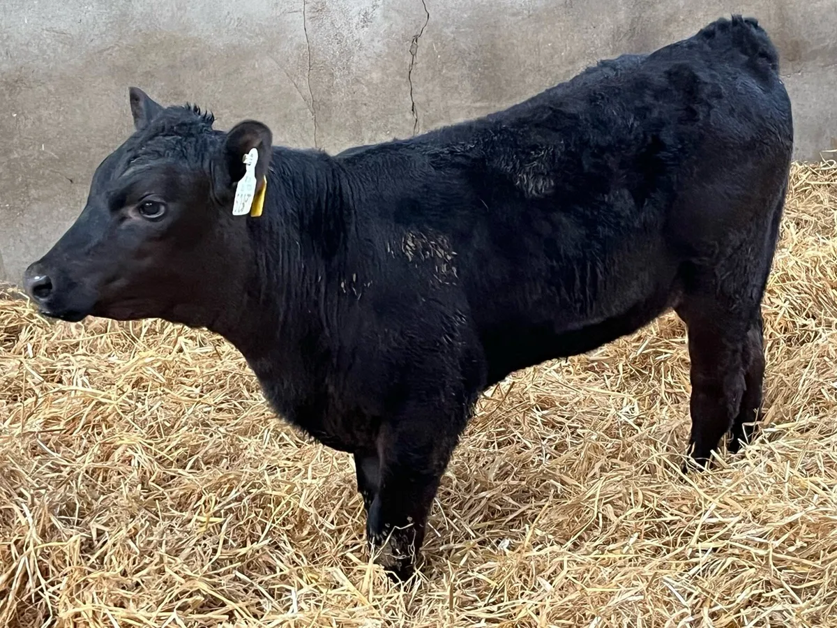 Super 150Kg Angus Heifer Runners - Image 3
