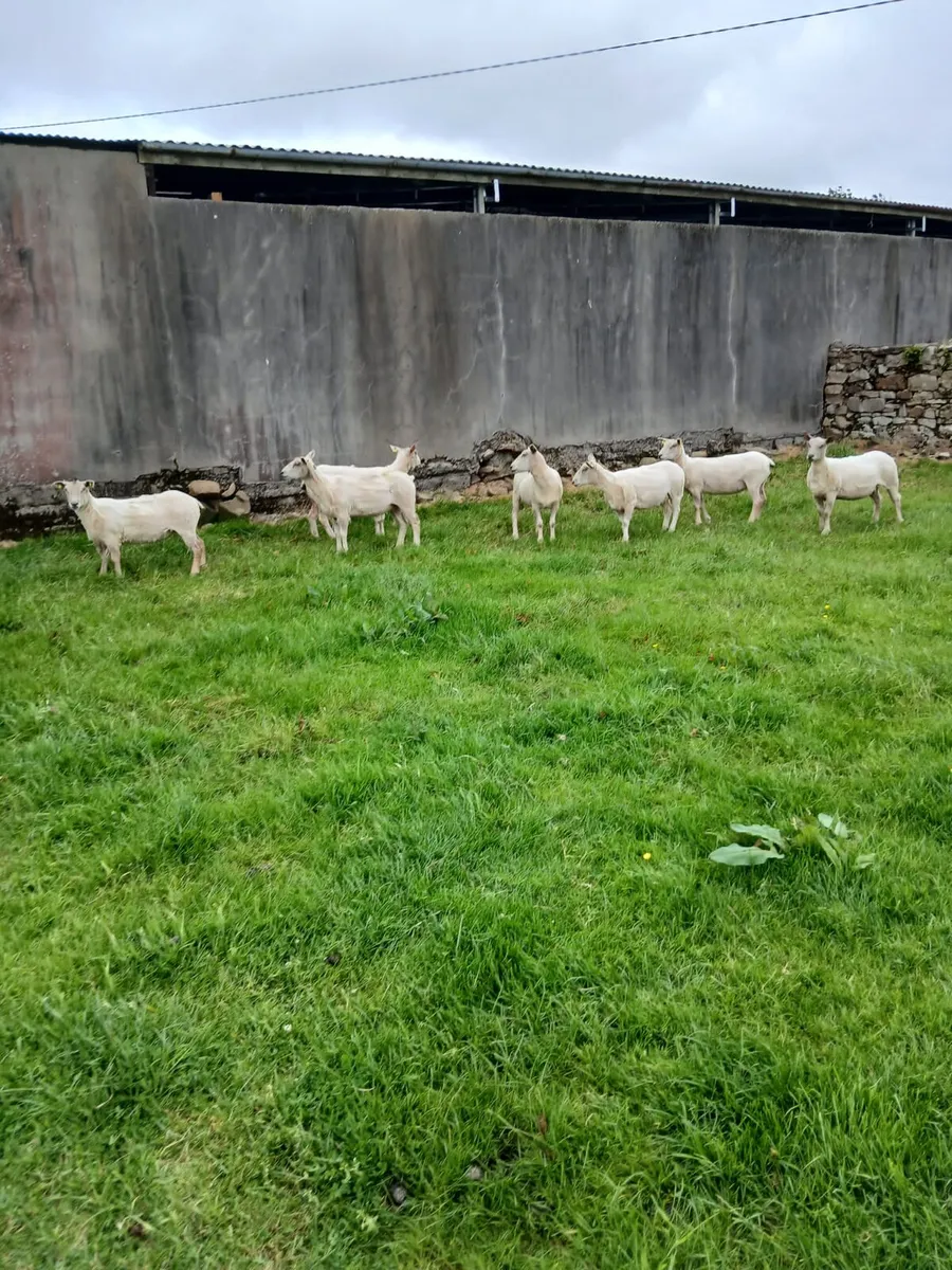 Sheep - Image 1