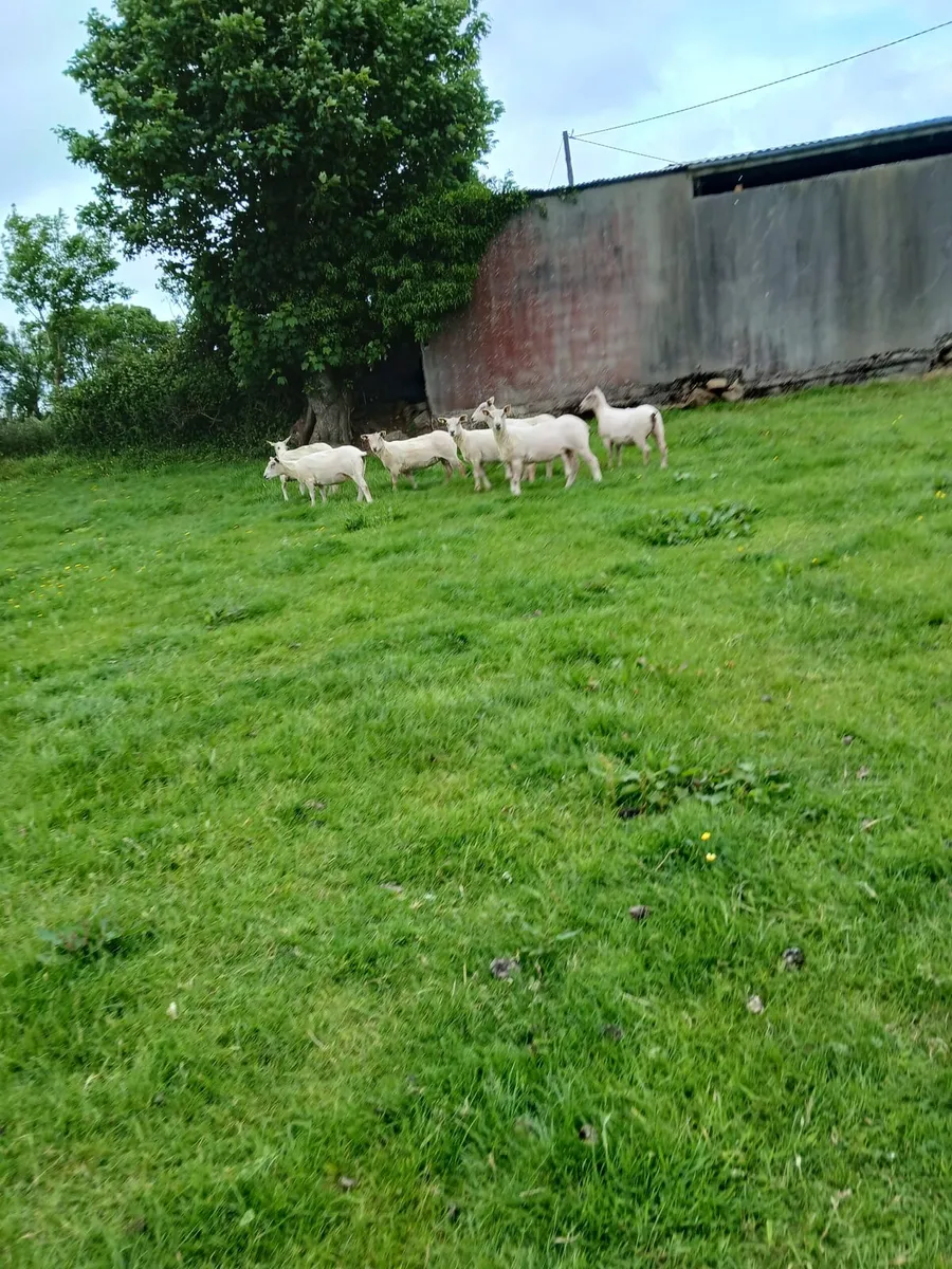 Sheep - Image 2