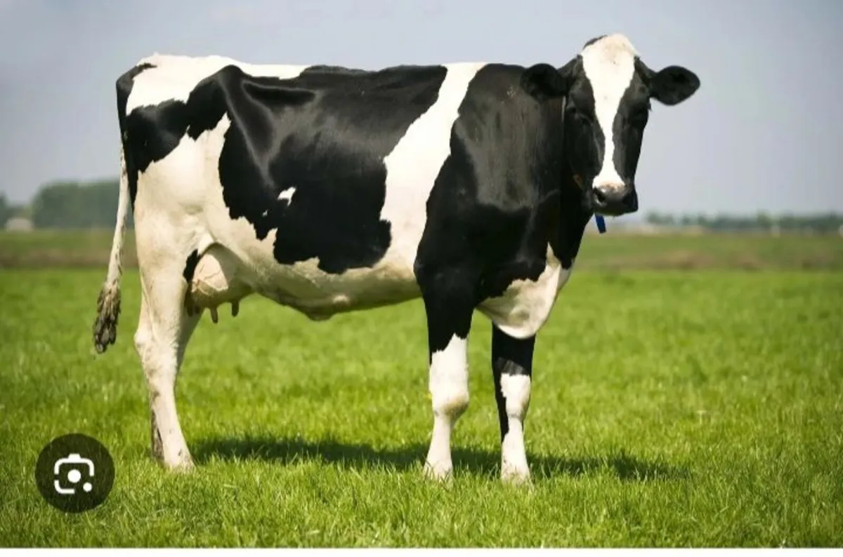 Relief Milker - Image 2