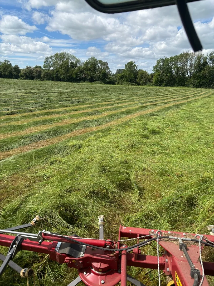 Hay - Image 3