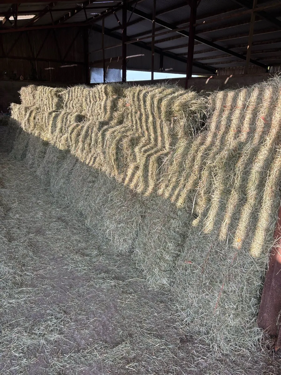Hay - Image 2