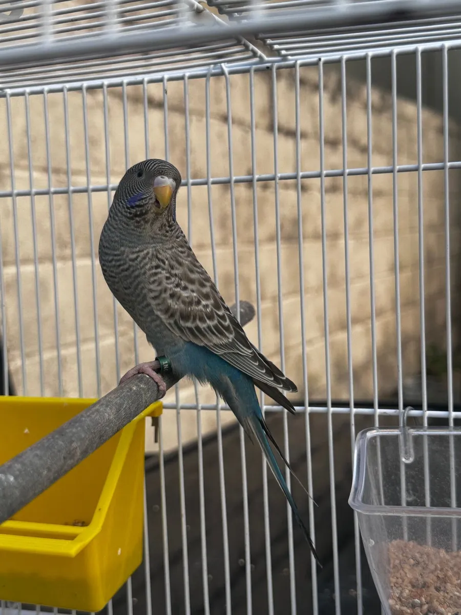 Birds - Image 1