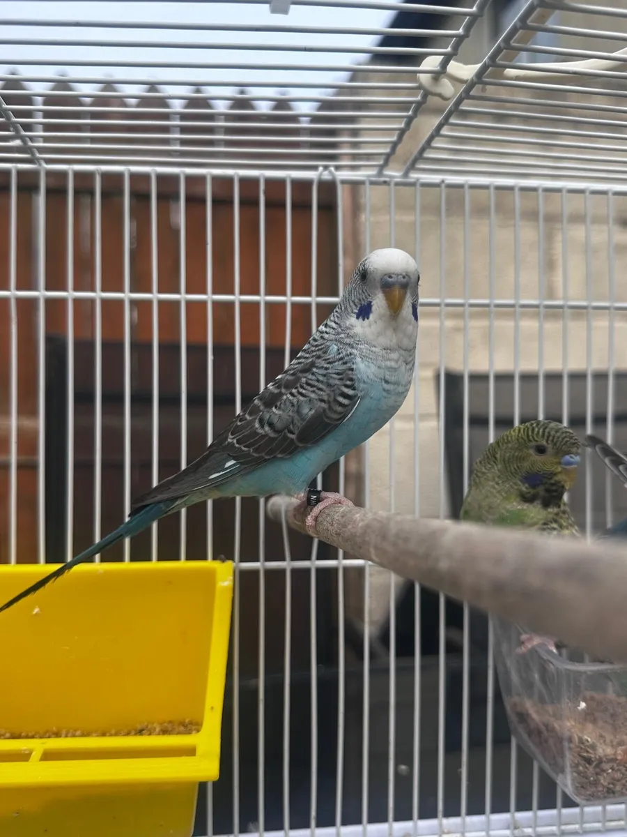 Birds - Image 3