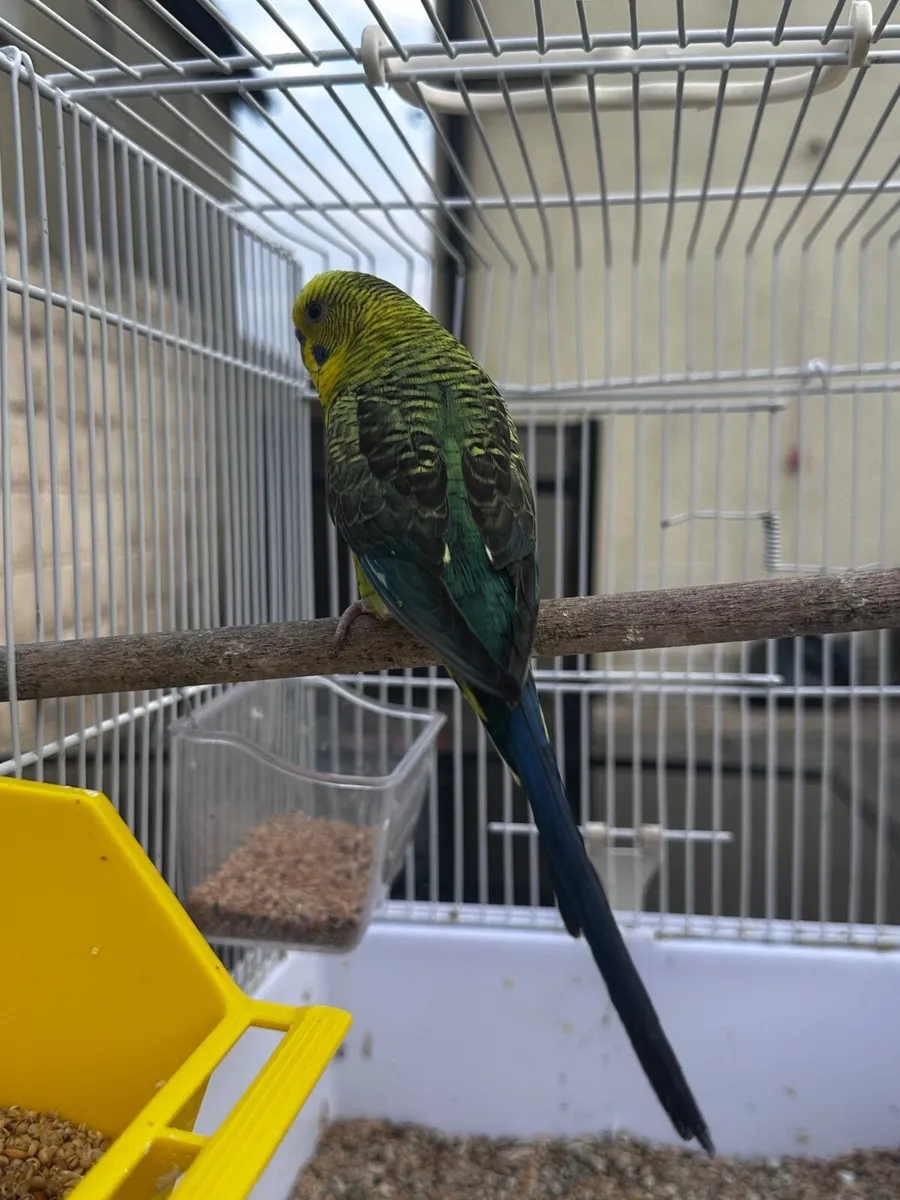Birds - Image 2