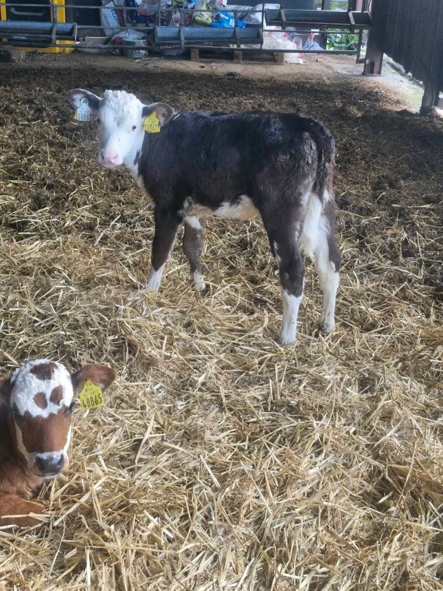 Hereford calves - Image 1