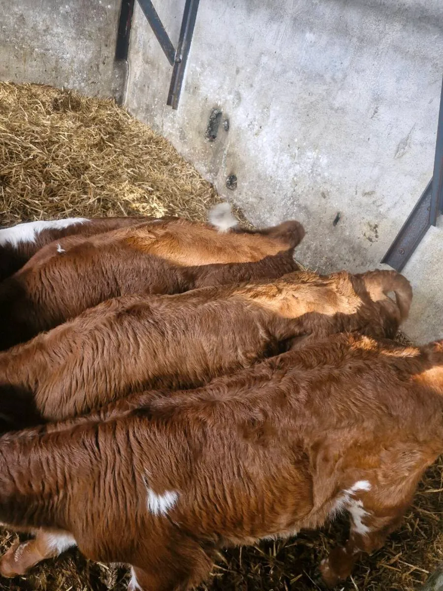 Hereford calves - Image 2