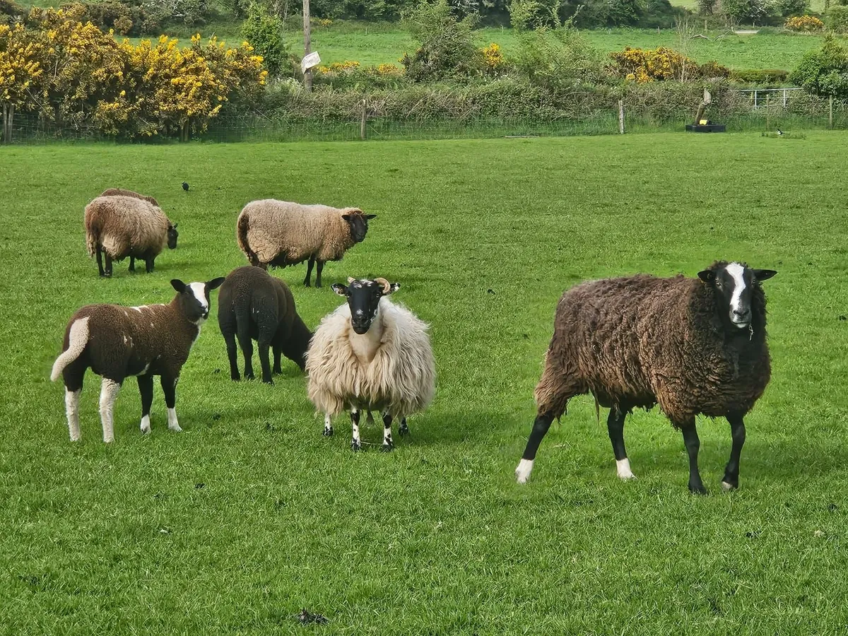 Zwarble Sheep