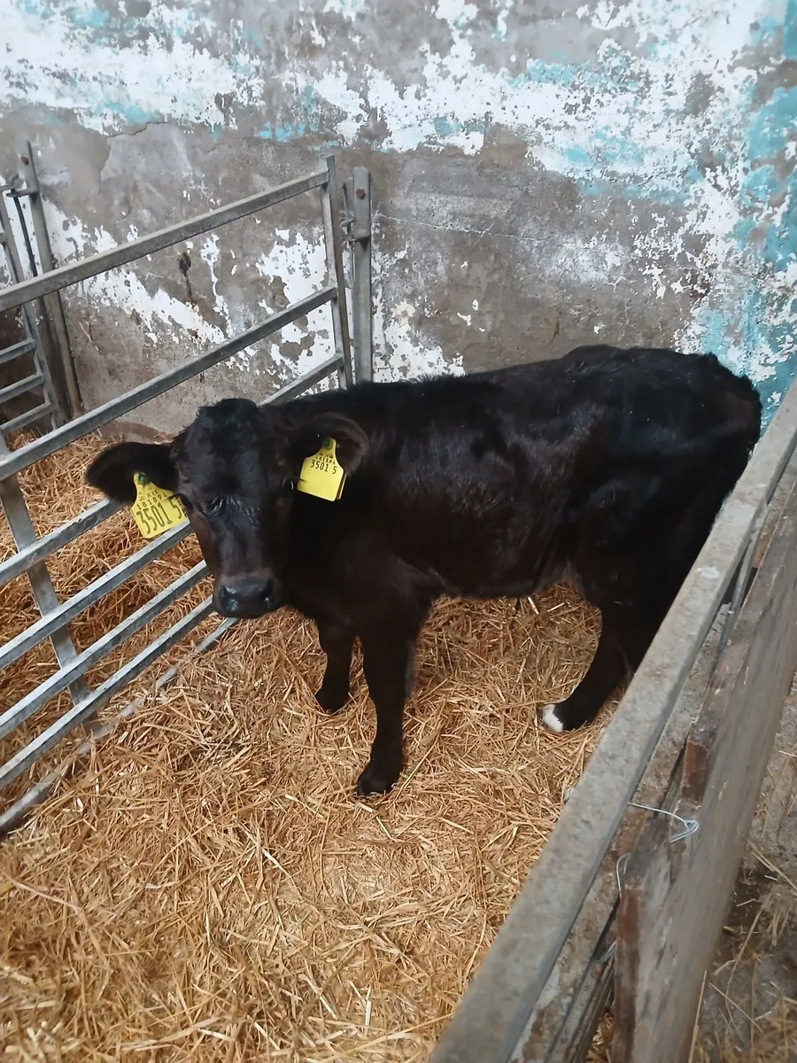 Calves
