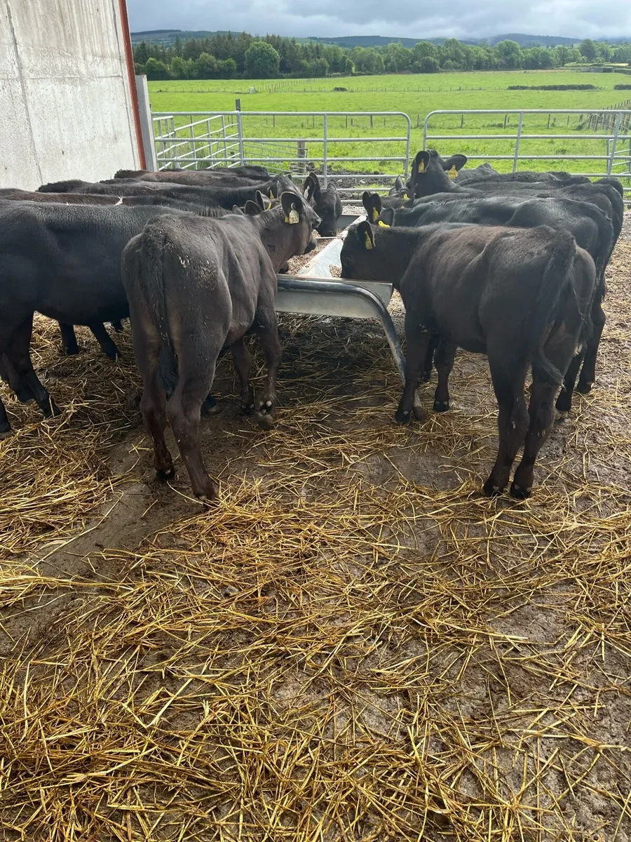 Calves - Image 1