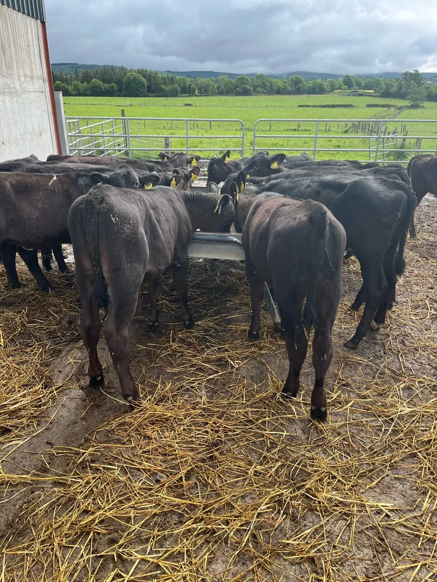 Calves - Image 2