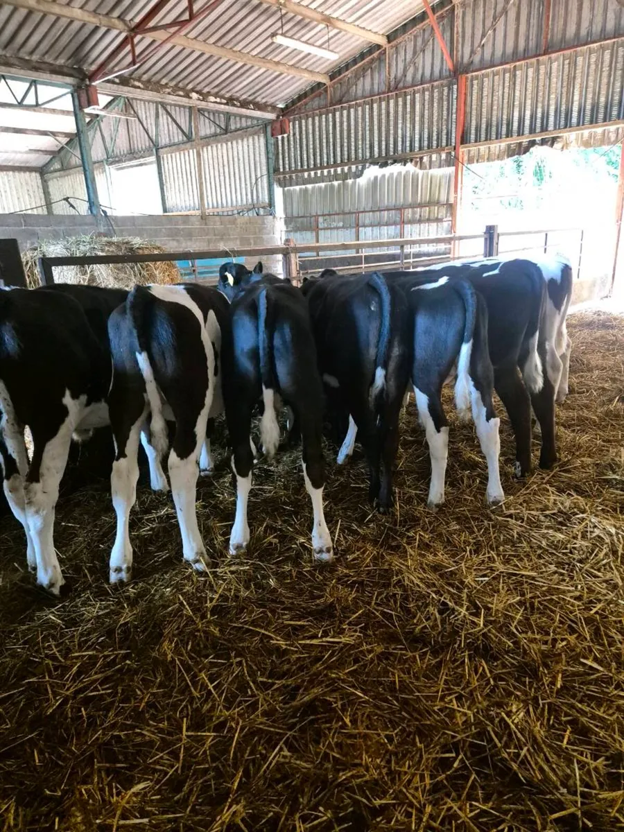 20 British friesian weanlings - Image 2