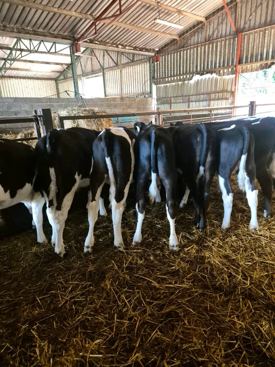 20 British friesian weanlings - Image 3