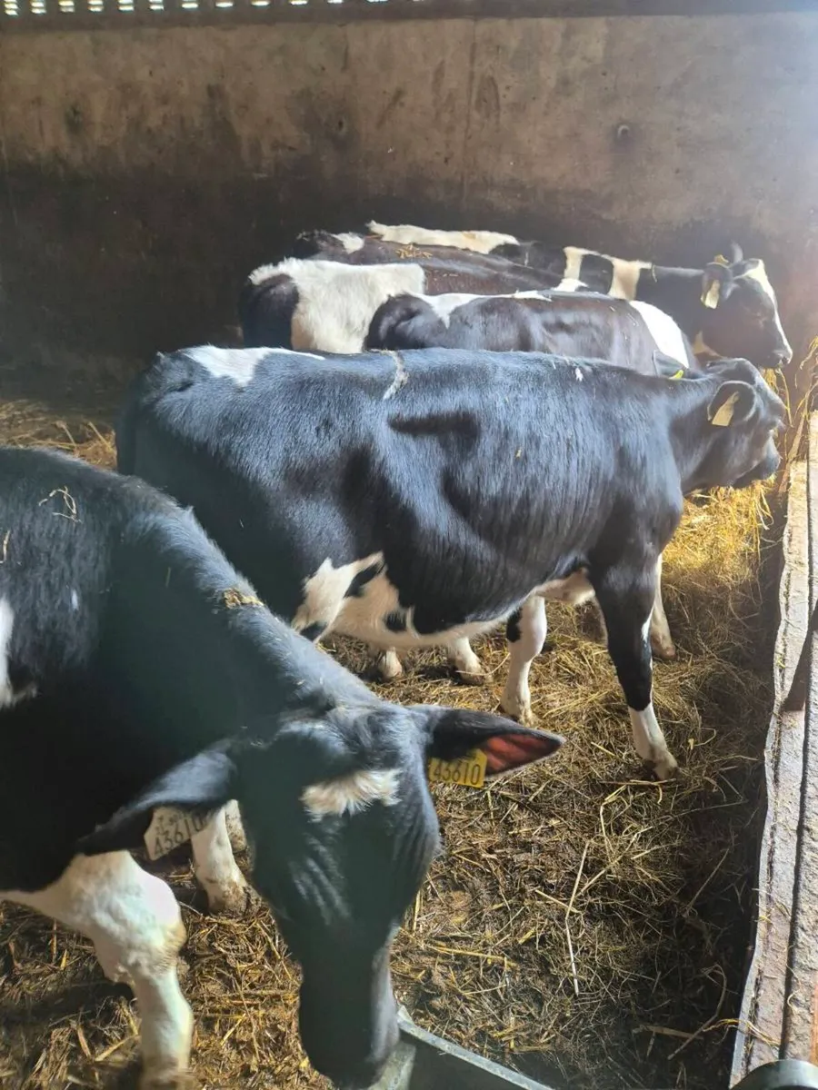 20 British friesian weanlings - Image 4