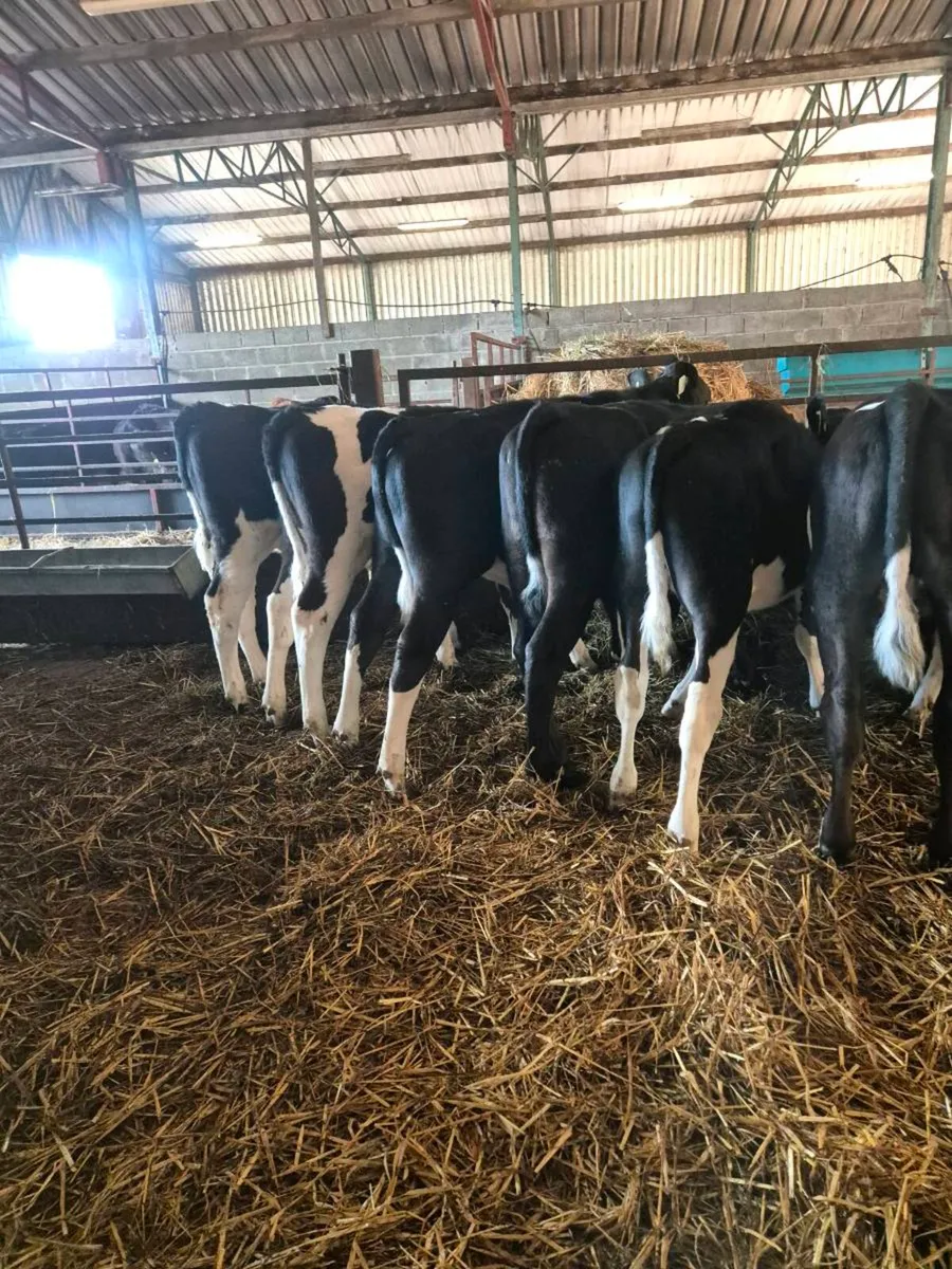 20 British friesian weanlings - Image 1